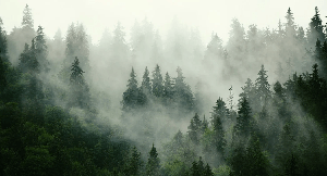Papier peint forêt brumeuse verte, XXL, tendance