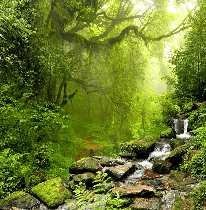 Papier peint salle de bain Cascade & Forêt, XXL, tendance