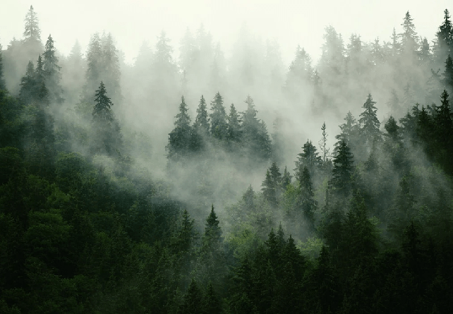 Papier peint forêt brumeuse verte - Muralconcept
