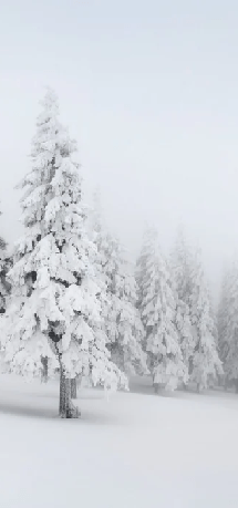Papier peint panoramique forêt enneigée, XXL, tendance