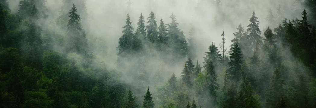 Tapete Grüner Nebelwald - Muralconcept