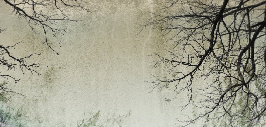 Enchanted forest wallpaper