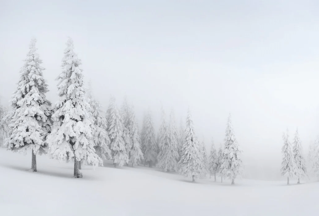 Papier peint panoramique forêt enneigée - Muralconcept