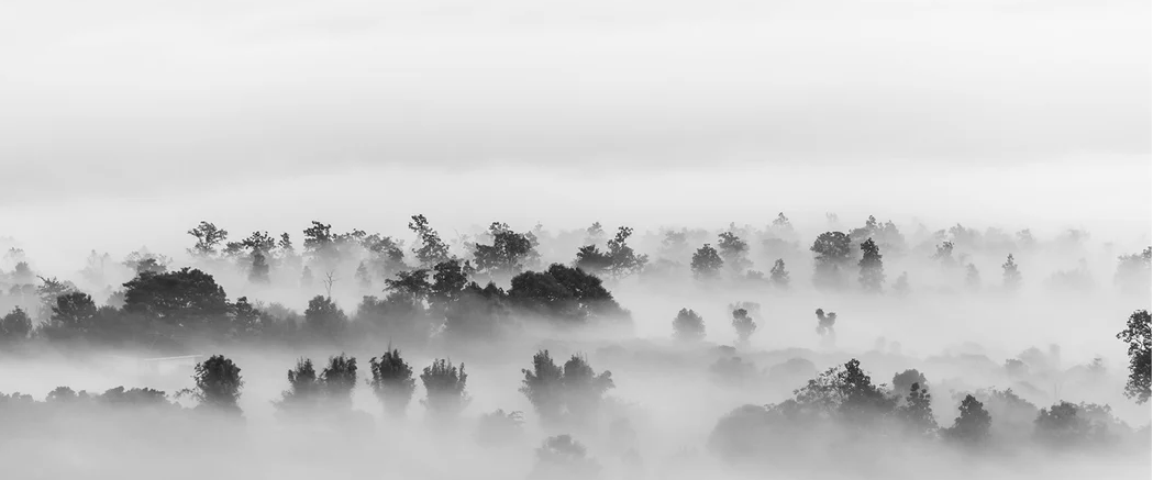 Papier peint bois brumeux, XXL, tendance