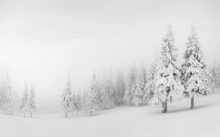 Papier peint panoramique forêt enneigée - Muralconcept