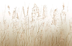 Papier peint fleur des champs de blé