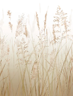 Papier peint fleur des champs de blé