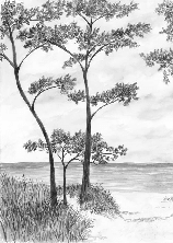 Papier peint Pins maritimes et dunes - Noir et blanc - Muralconcept
