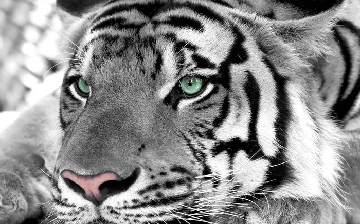 Papier peint Tigre Blanc Majestueux - Muralconcept