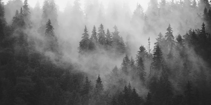 Papier peint forêt brumeuse noir et blanc
