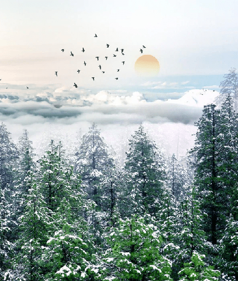 Papier peint panoramique intissé forêt de sapin neige - Muralconcept