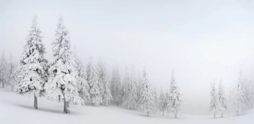Papier peint panoramique forêt enneigée - Muralconcept