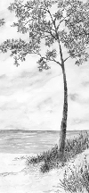 Papier peint Pins maritimes et dunes - Noir et blanc - Muralconcept