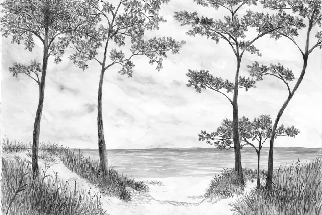 Papier peint Pins maritimes et dunes - Noir et blanc - Muralconcept