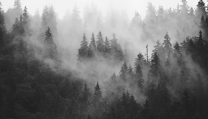 Papier peint forêt brumeuse noir et blanc