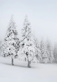 Papier peint panoramique forêt enneigée - Muralconcept