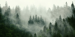Papier peint forêt brumeuse verte, XXL, tendance