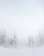 Papier peint panoramique forêt enneigée - Muralconcept