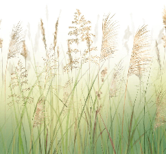 Papier peint fleur des champs de blé dégradé - Muralconcept