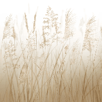 Papier peint fleur des champs de blé - Muralconcept