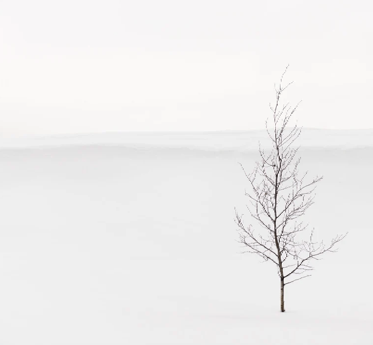 Papier peint pureté arbre - Muralconcept