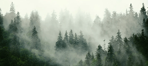 Papier peint forêt brumeuse verte, XXL, tendance