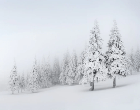 Papier peint panoramique forêt enneigée - Muralconcept