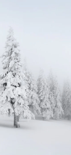 Papier peint panoramique forêt enneigée, XXL, tendance