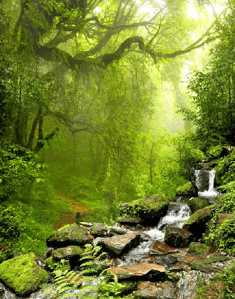 Papier peint Cascade & Forêt - Muralconcept