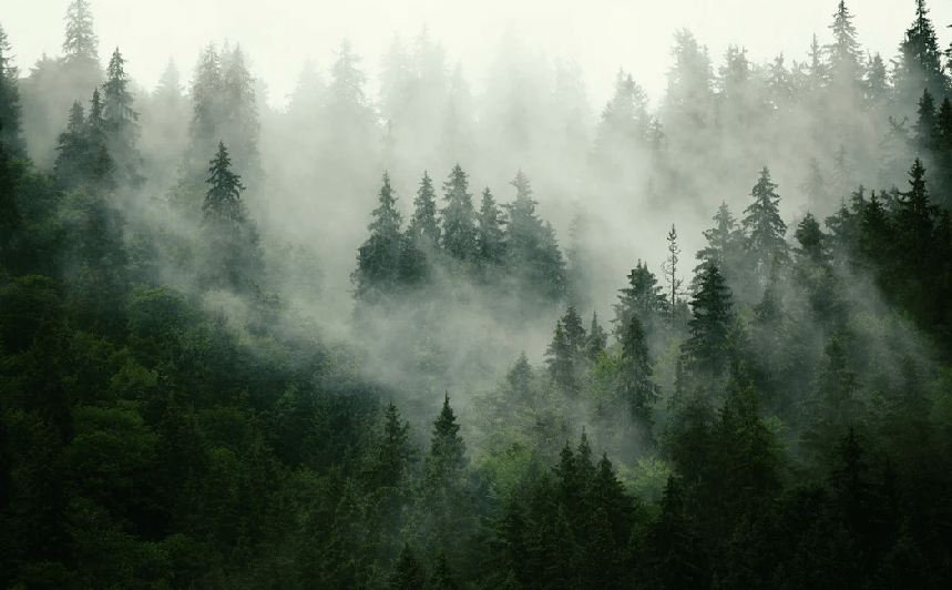 Papier peint forêt brumeuse verte, XXL, tendance