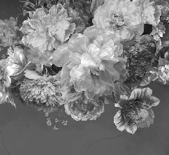Papier peint fleur pivoine noir et blanc