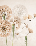 Papier peint fleur pissenlit