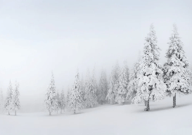 Papier peint panoramique forêt enneigée - Muralconcept