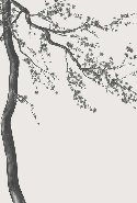 Papier peint panoramique fleur Sakura noir et blanc, XXL, tendance