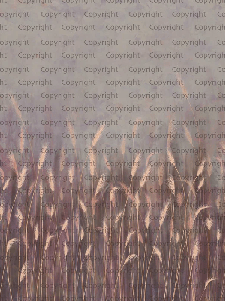 Papier peint panoramique herbes sauvages rose, XXL, tendance