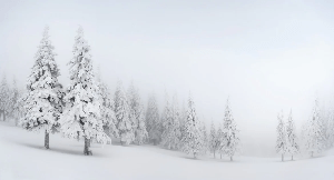 Papier peint panoramique forêt enneigée - Muralconcept