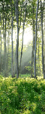 Papier peint wc Forêt de Pins, XXL, tendance