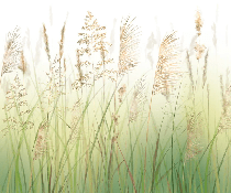 Papier peint fleur des champs de blé dégradé - Muralconcept