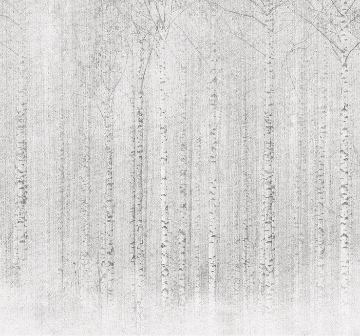 Papier peint forêt de bouleaux enveloppante - Muralconcept