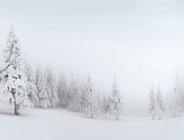 Papier peint panoramique forêt enneigée - Muralconcept