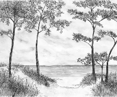Papier peint Pins maritimes et dunes - Noir et blanc - Muralconcept