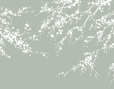Papier peint panoramique Sakura vert sauge - Muralconcept