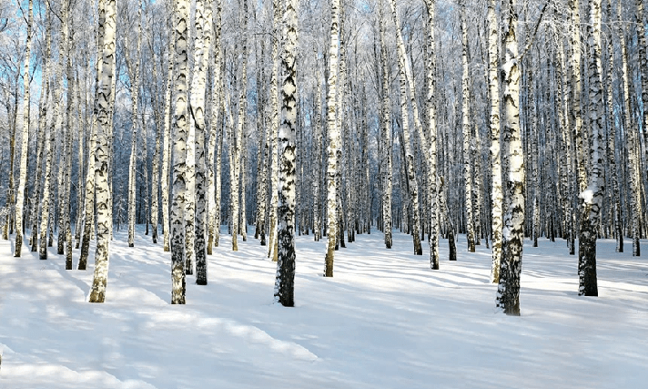 Birch Wood Forest Wallpaper