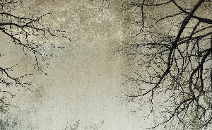 Enchanted forest wallpaper - Muralconcept