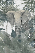 Papier peint Elephant d'Amazonie - Muralconcept