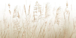 Papier peint salle de bain champs de blé beige, XXL, tendance