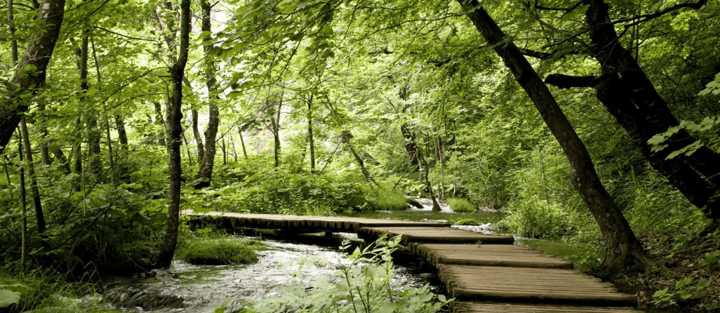 Papier peint bistrot trompe l'œil chemin forestier, XXL, tendance