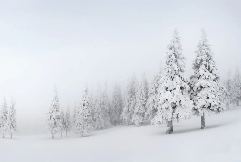 Papier peint panoramique forêt enneigée - Muralconcept