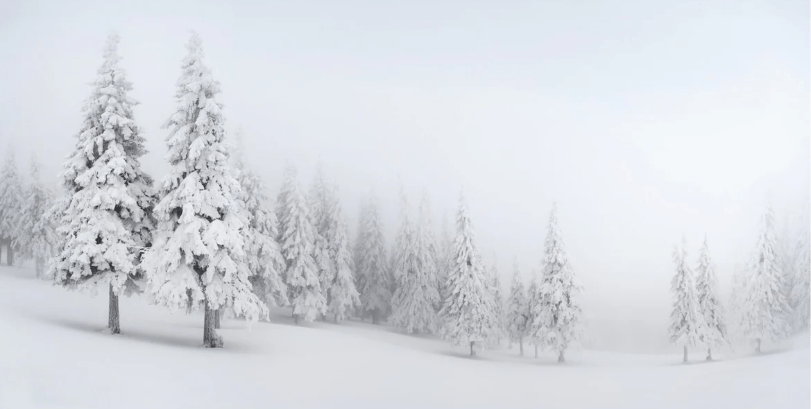 Papier peint panoramique forêt enneigée - Muralconcept