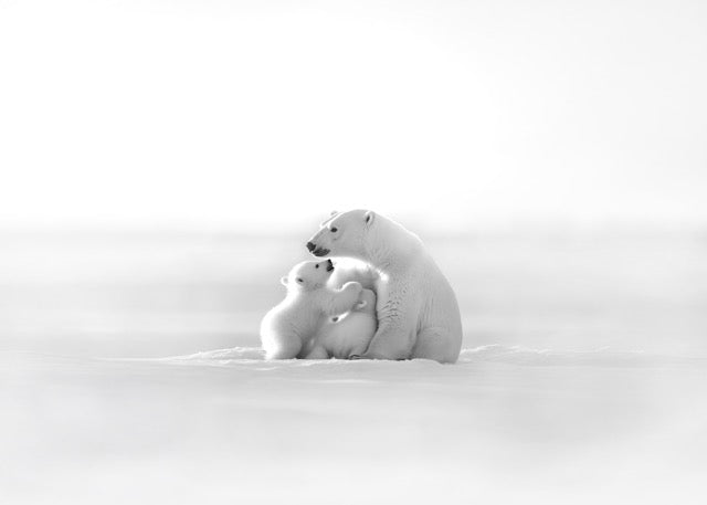 Papier peint panoramique - Horizon arctique, XXL, tendance